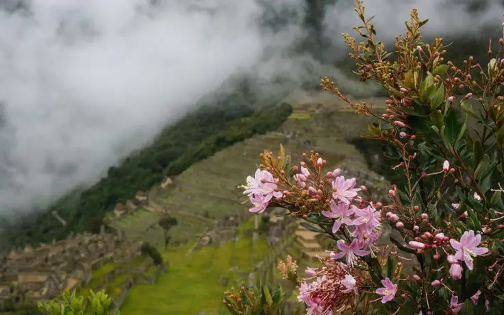 Flores rosa pastel en medio del clima húmedo en Machu Picchu.