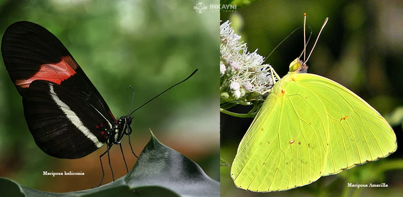La mariposa heliconia y la mariposa amarilla