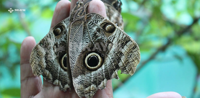 ¿Te gustaría conocer más del mariposario de Machu Picchu? ¡Ingresa a nuestro blog!