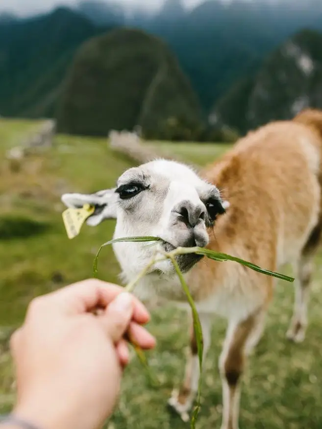 llamas en machu picchu llama bebé sonrisa ternura fraternidad amor caricia suavidad peru cusco colores