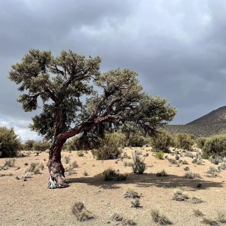 Queñua tree (Polylepis) growing in a high-altitude Andean landscape, showing its twisted reddish bark and sparse foliage adapted to extreme mountain conditions in southern Peru
