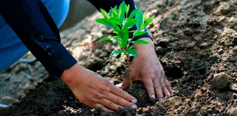reforestacion