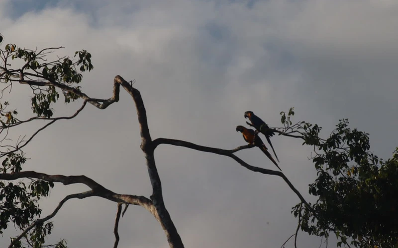 Dos loros en la rama de un árbol en la Amazonía peruana