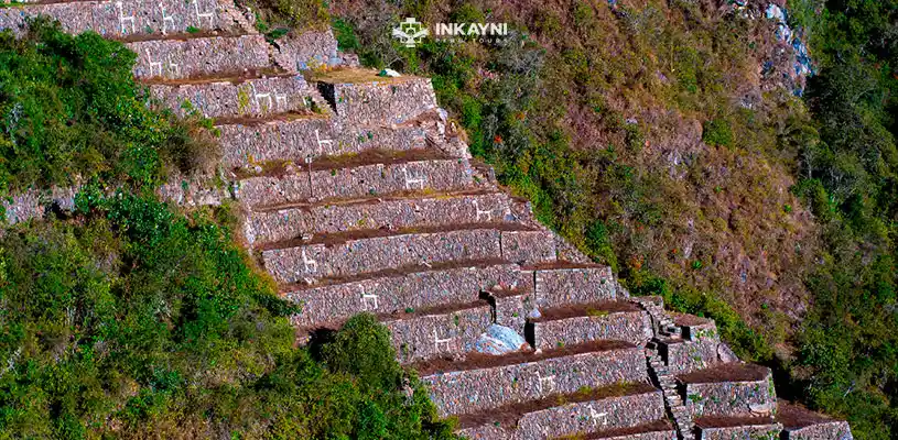 ¡24 llamas a tamaño real en los andes de Choquequirao!