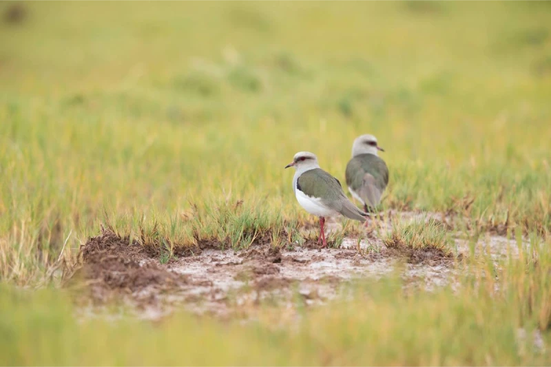 andean-lapwings-huacarpay-cusco.webp
