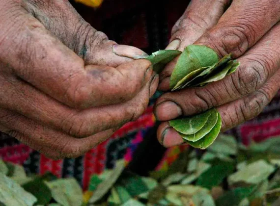 Coca Leaf Reading