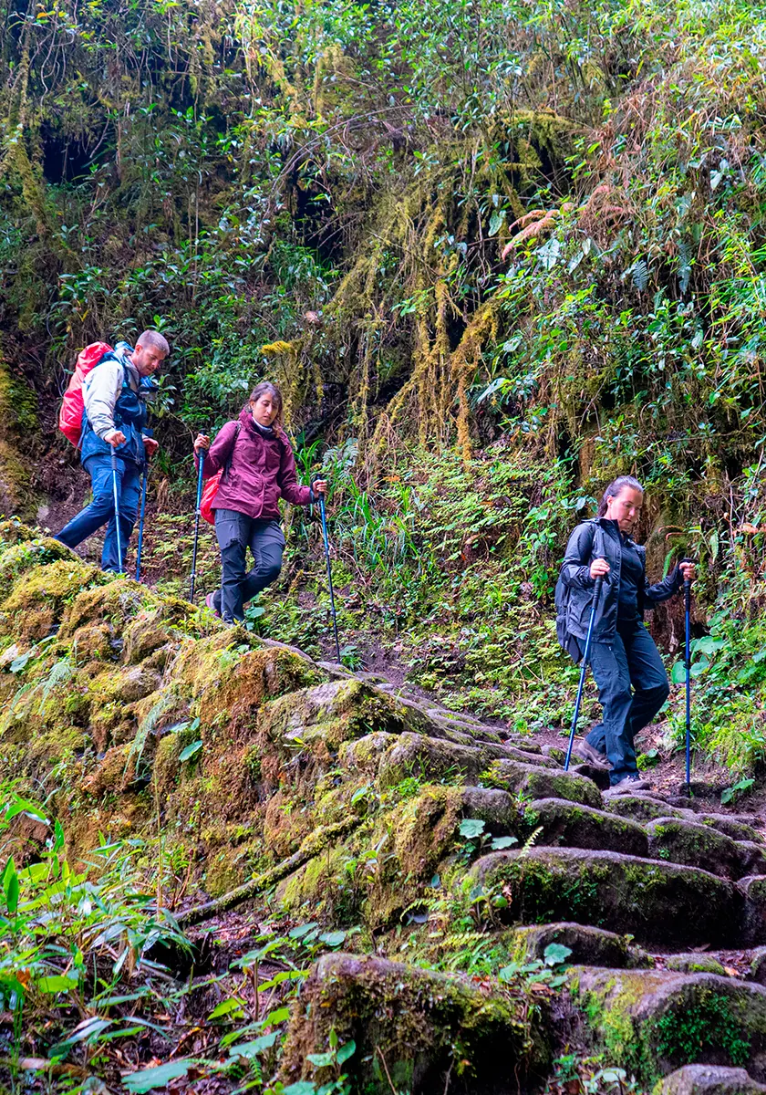 Hikers walking down stone steps through dense green forest on the Inca Trail