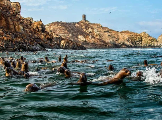Tour Islas Palomino desde Lima: Nada con Lobos Marinos