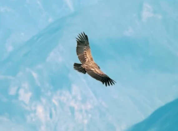 Vuelo del Cóndor en el Cañon de Chonta – Un Día completo