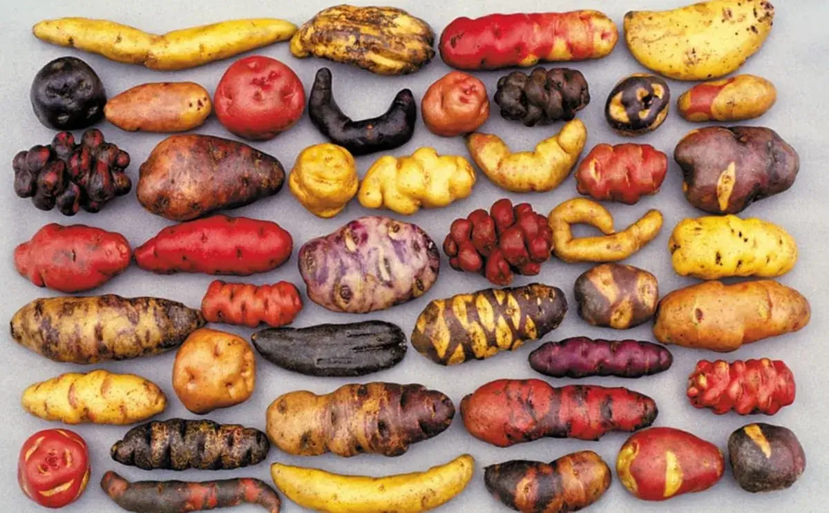 papas (1)