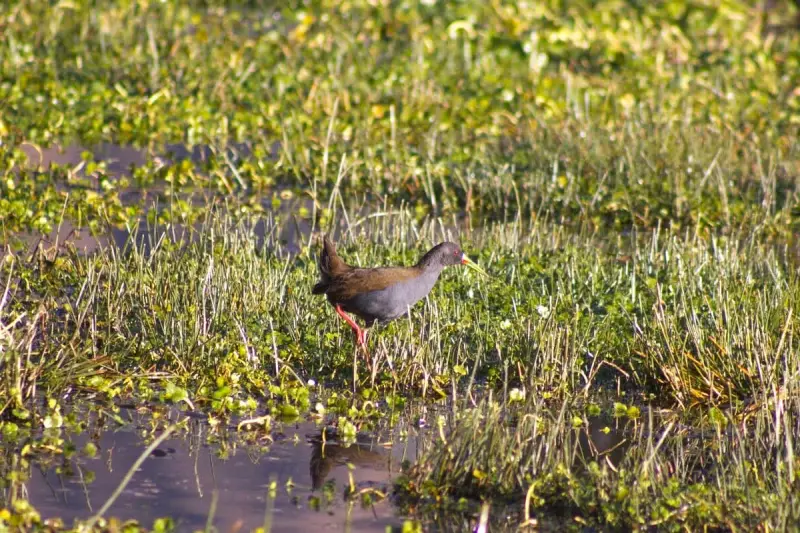 Avistamiento de Aves en Huacarpay - Wading bird foraging in the Huacarpay wetlands near Cusco, Peru, surrounded by green aquatic plants.